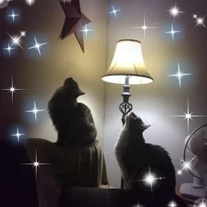 Meet your Posher, Pam